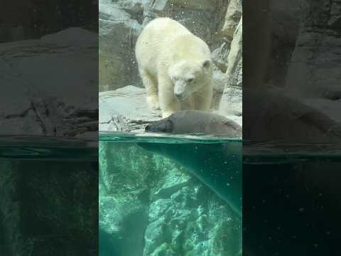shorts ぁああ〜!!ママ〜!! ホッキョクグマの親子 男鹿水族館GAOにて 2026年8月13日