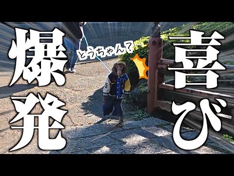 休んでいた飼い主に５日ぶりに会ったお猿さん、反応が可愛すぎて泣けた サムネイル