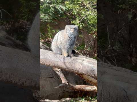 shorts アブリコースちゃん　午後から登場❣️ マヌルネコ　那須どうぶつ王国　2026年3月1日