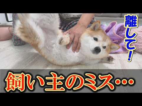 シャンプー後のドライヤー。柴犬におもちゃを与えたら、とんでもないことになりました・・・ サムネイル