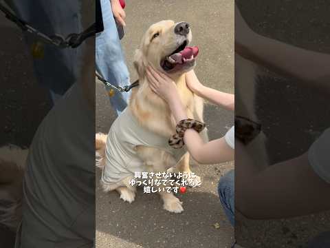 大型犬オーナーはいつも愛犬が興奮しないように細心の注意を払っています！高い声を出さず、落ち着いてゆっくりなでてもらえる… サムネイル