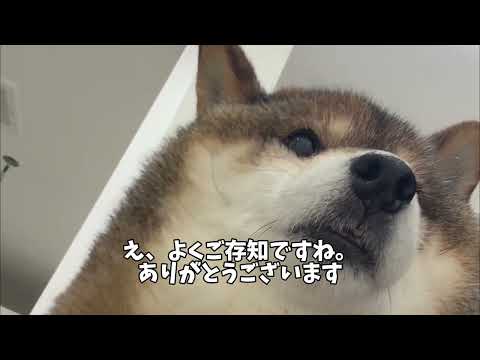 飼い主の盛大な勘違いに柴犬が突っ込む。 サムネイル