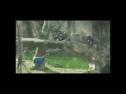 little gorilla brothers Jabali 5y4m old & Ringo 4y9m old. s… サムネイル