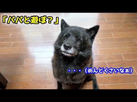 【爆笑】何その顔！w 賢い甲斐犬を遊びに誘ったらこうなりました サムネイル