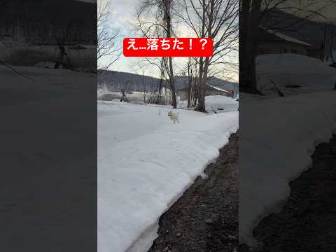 用水路を走る豆きち…次の瞬間 サムネイル