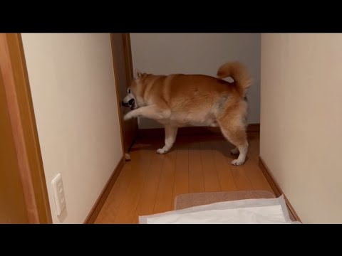柴犬福 季節外れの花火パニックで母に心配される柴犬😂Shiba-Panic🎆😓 サムネイル