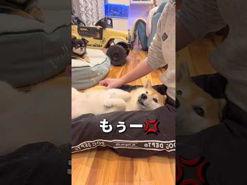 もぅー🐮💢柴犬 チワワ shorts サムネイル