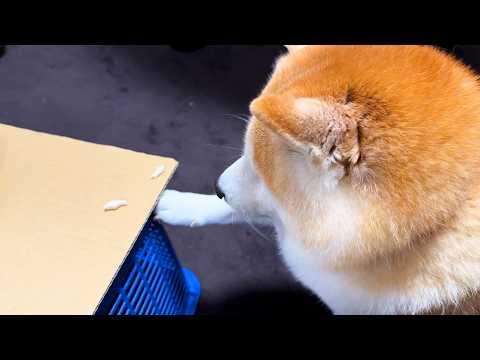 テーブルのおやつを口で食べるのはコンプライアンス的に大丈夫なのか悩んでいる柴犬 サムネイル