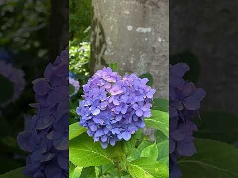 shorts 紫陽花　藤森神社にて　2026年6月12日