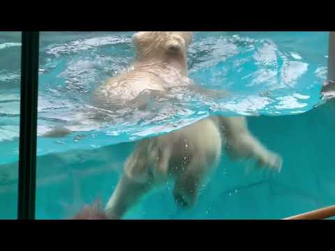 泳ぐ泳ぐモモ太くん☺️   ホッキョクグマの仔　秋田県男鹿水族館GAOにて2026年5月1日 サムネイル