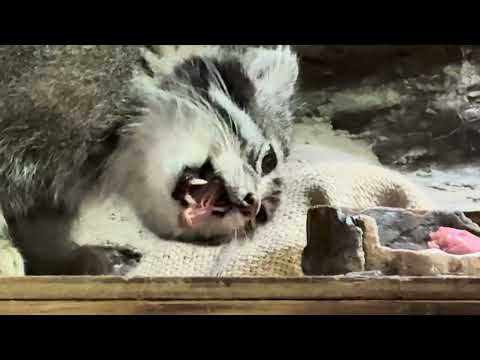 クリョンくんのお肉タイム❣️ マヌルネコ　上野動物園　2026年5月8日 サムネイル
