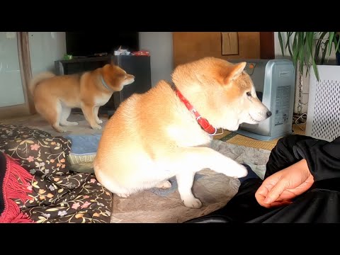 家内安全・商売繁盛の まねき柴 サムネイル