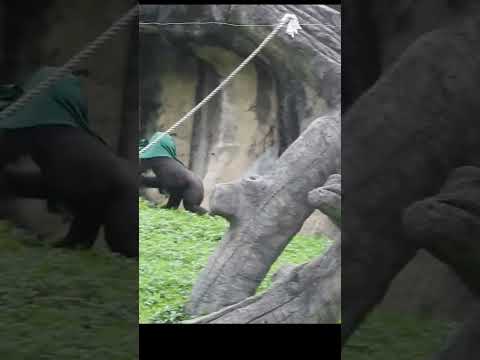 Rolling downhill.Jump chest beating.littlegorilla Ringo 4y1… サムネイル