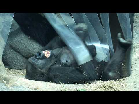 Gorilla Iriki & D'jeeco's cute interaction金剛猩猩Iriki和迪亞哥在城堡內… サムネイル