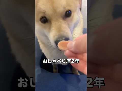 おしゃべり歴2年の柴犬におやつを食べるかどうか聞いてみました 柴犬 赤柴 柴犬のいる暮らし 日本犬 サムネイル