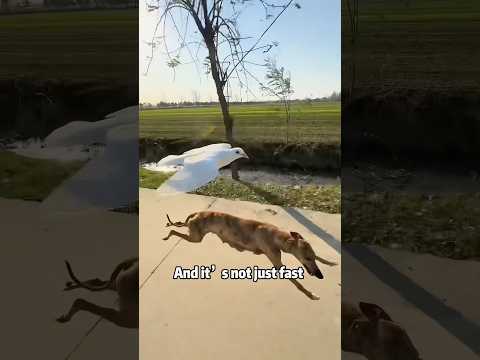 The Real Legend Behind the "Howling Celestial Dog" in Journ…