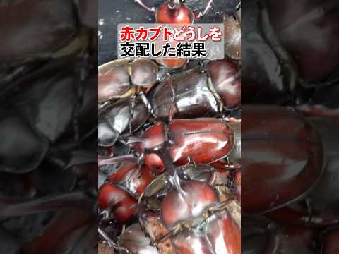 赤いカブトムシを交配した結果 Japanese red rhinoceros beetles are multiply… サムネイル