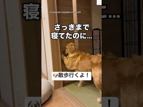 夜の散歩に行きたい、猛アピールするゴールデンレトリバー😂　ゴールデンレトリバー 大型犬　犬　かわいい犬 犬のいる暮らし サムネイル