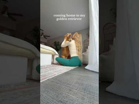 coming home to my golden retrievergoldenretreiver dog dogbr… サムネイル