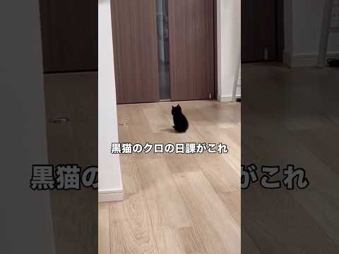 玄関に人の気配を感じるとドアの前で待機してお出迎えしてくれるクロ 保護猫 子猫 黒猫 shorts サムネイル