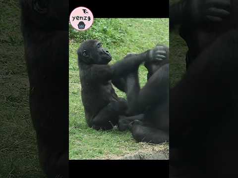 Ringo play with Mom😆 gorilla gorillatag taipeizoo 金剛猩猩 台北市立… サムネイル