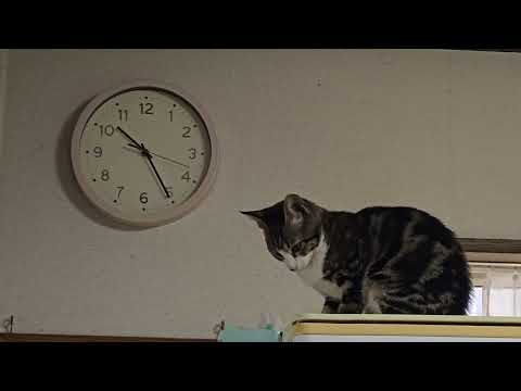 時計の秒針が気になって冷蔵庫から降りる事が出来ない子猫のキビ サムネイル