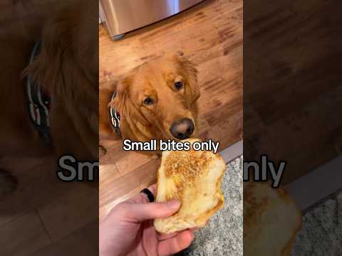 Would your dog do a small bite? サムネイル