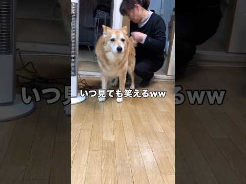 肛門線絞りの時の動画はいつ見てもまじで笑えるww ミックス犬 肛門線絞り 大型犬 shorts サムネイル