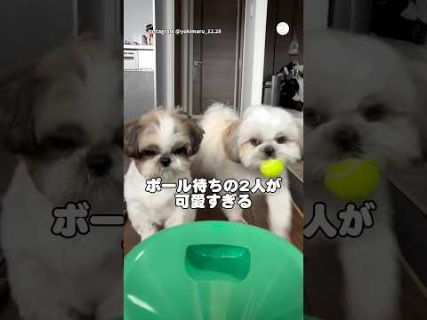 飛ぶボールを待つ2人が可愛すぎた　犬　いぬ　かわいい犬 シーズー　犬のいる暮らし サムネイル