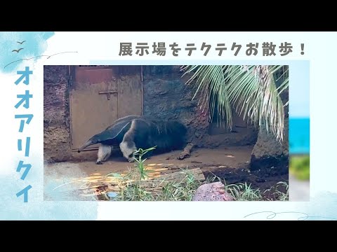 【よこはま動物園ズーラシア】元気に展示場の中をお散歩！オオアリクイ✨ サムネイル