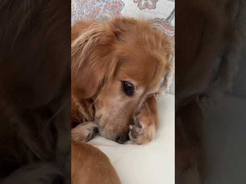 Golden retriver hug me india dog goldenretreiver dogbreed f… サムネイル