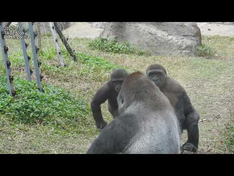 little gorilla Jabali Ringo 追逐打鬧/Ringo堅持要喝奶/D'jeeco。Tayari。… サムネイル