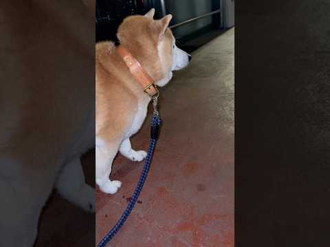 柴犬福 兄より地面な柴犬🤣Bro and Shiba🤣shorts japanesedog 柴犬 shibainu d… サムネイル