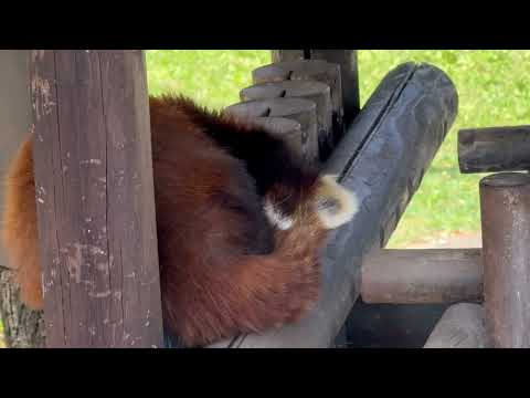 ひなたくんは 果報は寝て待つタイプかな🤭　レッサーパンダ　大森山動物園にて　2026年4月29日 サムネイル