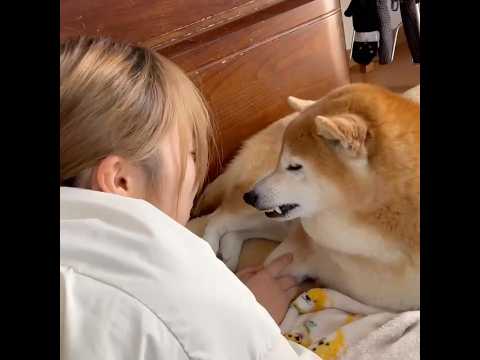 柴犬福 姉に緊張感があると言われてしまう柴犬🤣Sister and Shiba🤣姉と柴 shorts japanese… サムネイル