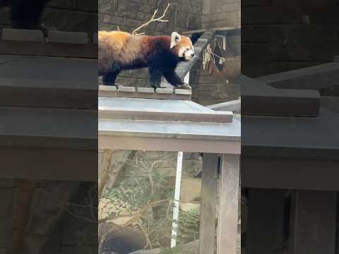 shorts 午後からお外担当アラタちゃんキララさん親子　レッサーパンダ　浜松市動物園にて　2026年3月15日 サムネイル