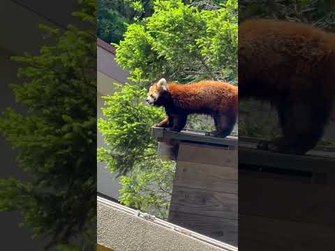 shorts 風太くんと孫のみいちゃん　レッサーパンダ　千葉市動物公園にて　2026年5月9日 サムネイル