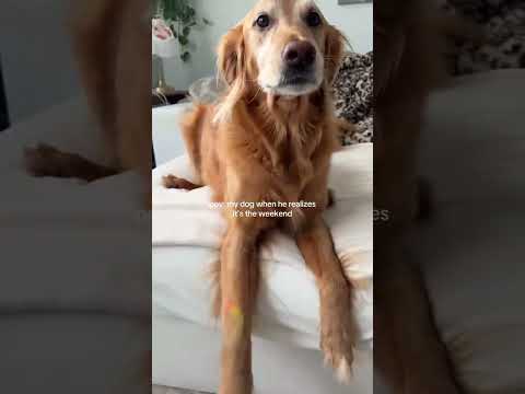 coming home to my golden retriever🥵 goldenretreiver dog ind… サムネイル