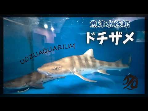 【魚津水族館】ドチザメ🦈 サムネイル