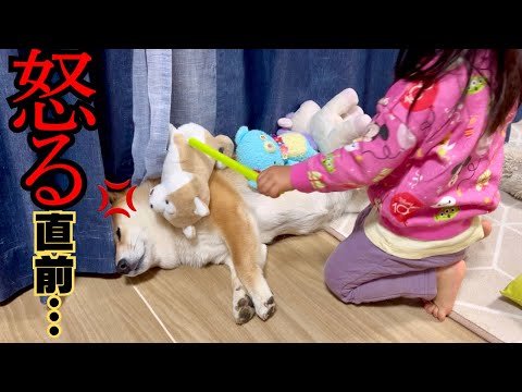 心を許し合っている柴犬＆２歳児。ひさびさに柴犬に怒られました… サムネイル