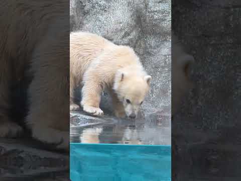shorts 壁をだーん！だん！っとモモ太くん　  ホッキョクグマの仔　秋田県男鹿水族館GAOにて2026年4月30日