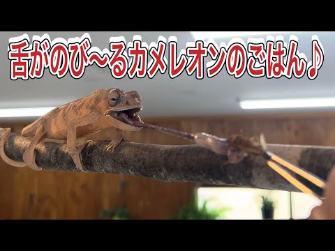 カメレオンのお食事シーン♪※生きたコオロギを食べますので苦手な方はご注意を！ サムネイル