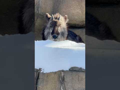 shorts 雪とミカゲくん　ニホンカモシカ　那須どうぶつ王国　2026年1月12日 サムネイル