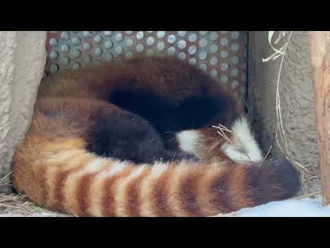 ジジくん💦ソコで寝るなら(開いてるから)お部屋戻れば😅　レッサーパンダ　那須どうぶつ王国にて　2026年1月30日