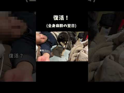 復活 サムネイル