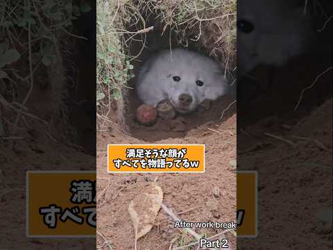 仕事で疲れた皆に贈る笑いと癒しのサモエド5選ww　サモエド 笑える 癒し 大型犬のいる生活 大型犬のいる暮らし 犬好き… サムネイル