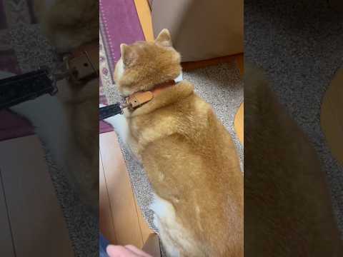 柴犬福 雷パニックで母にケアしてもらう柴犬🥲Shiba-Panic😂shorts 柴犬 japanesedog shi…