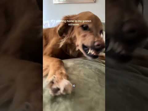 coming home to my golden retriever❤️india retreiver dog pup… サムネイル