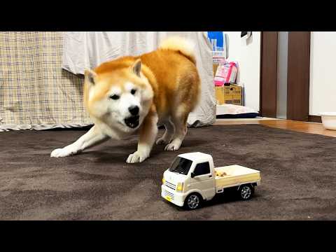 危険運転を繰り返す暴走軽トラを見過ごせず、情け容赦なくブチ切れる柴犬 サムネイル