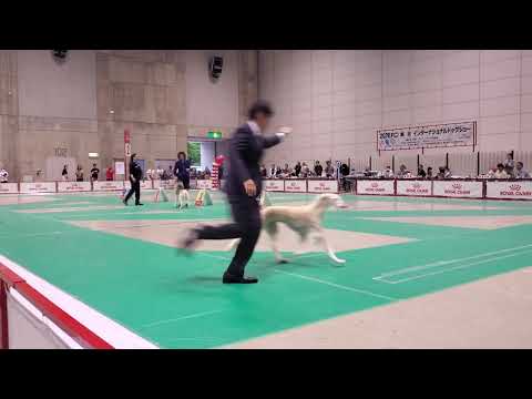 FCI東北インターナショナルドッグショー ベテランベストインショー ゴールデンレトリバーはビス 2026/5/24